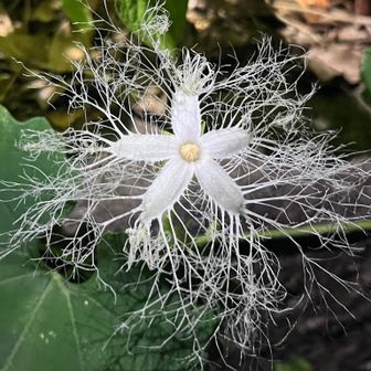 カラスウリの花が全開✨