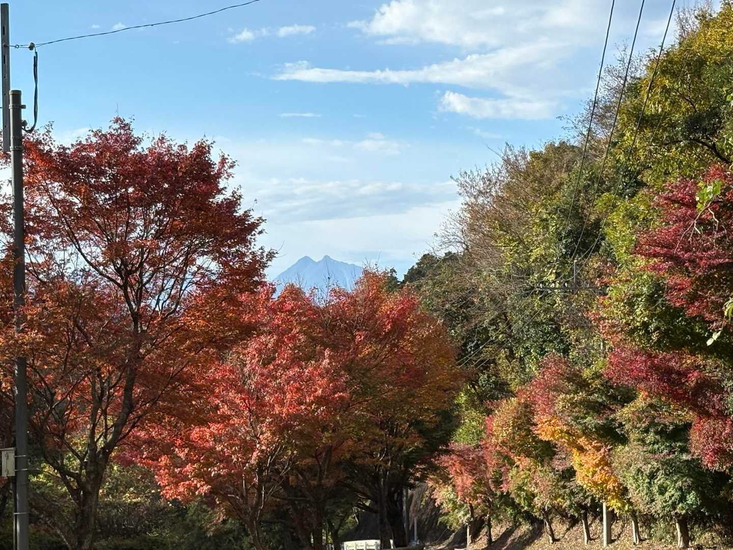 紅葉🍁の間から由布岳🐈‍⬛