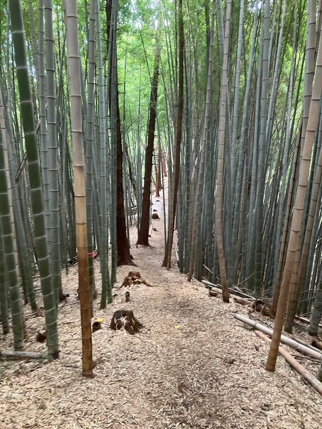 竹林を降ります