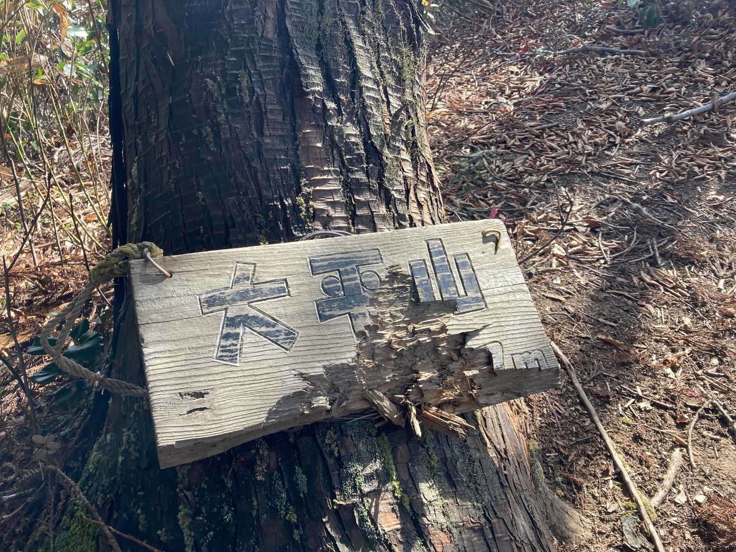 大平山山頂　熊に齧られた跡
