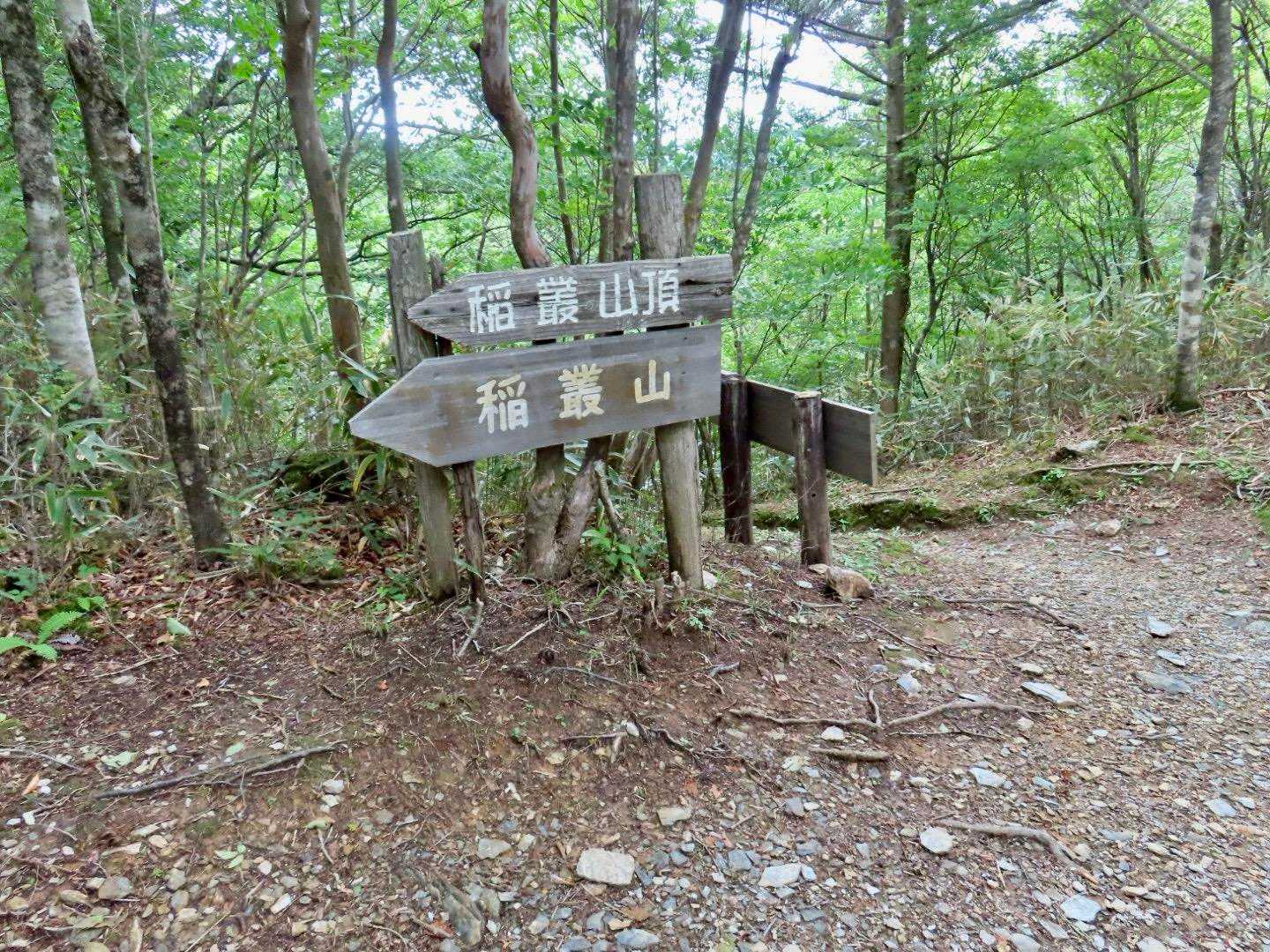 分岐点。
ここから山頂まで行って(約25分)ここに戻ってきてあっちに行く…行程を伝えると
嬢  無理無理無理！もう登れない…😅
もう登らないよ(多分…)

待っとくから行ってきて〜

無理でしょ、今からの方が時間かかる…
オオヤマレンゲは諦めるかな(. .`)


