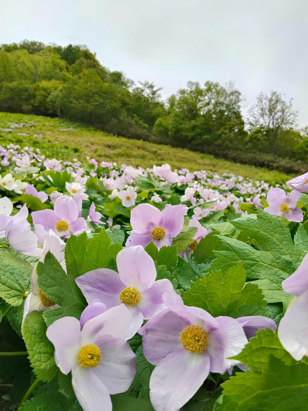 お花見ハイク手稲山🌸 / roppyの登山データ | YAMAP / ヤマップ