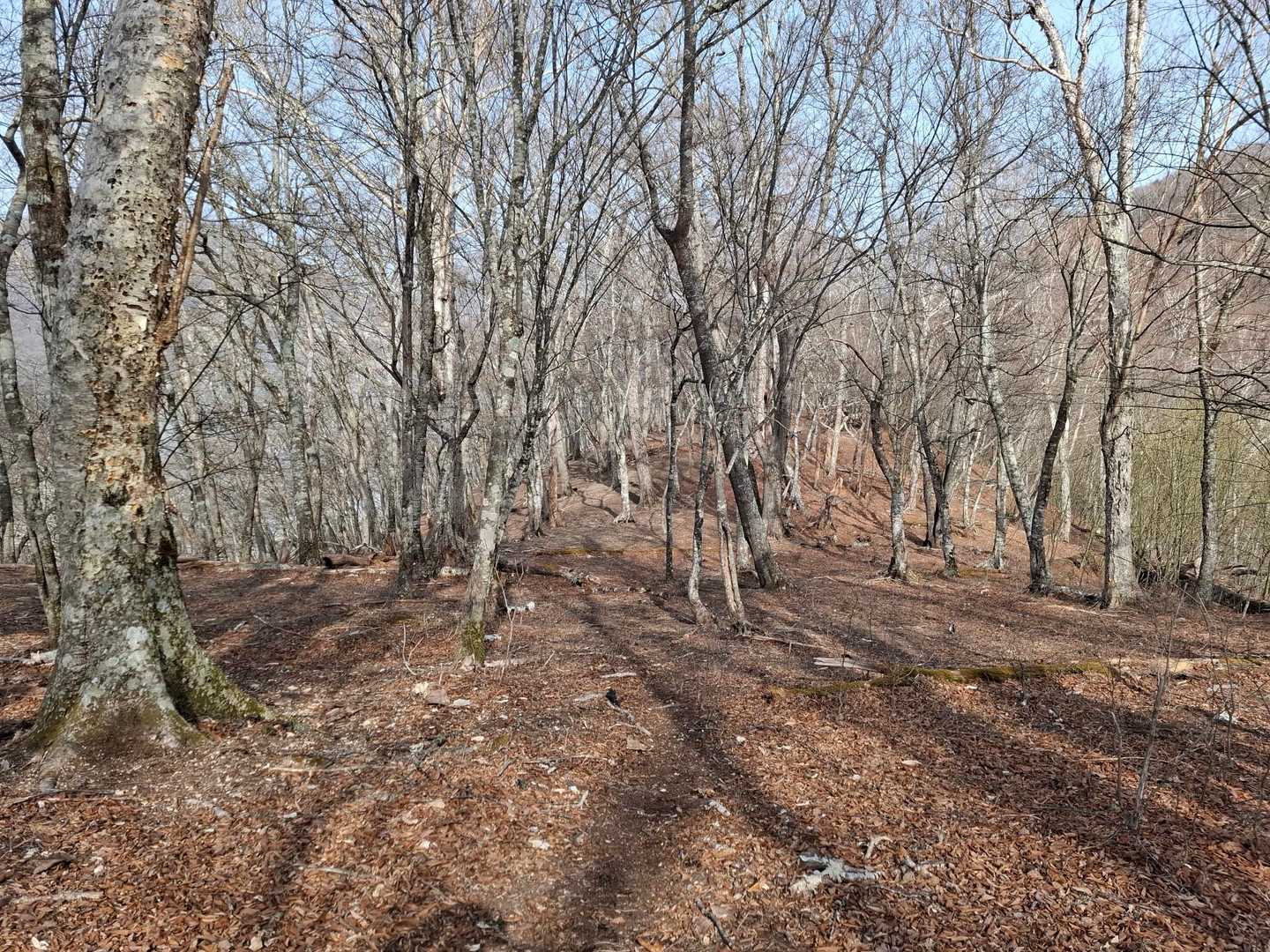 基本的にずっと尾根が広いです。
ピンテはほぼなし。踏み跡不明瞭。
微妙に尾根が別れるとこあり。
進む尾根筋を確認しないと変な方向に行きそうです。
僕はどうやら、微妙に尾根から左に逸れる癖があるようで、何度か無駄なく尾根上を歩く師匠からずいぶん左に逸れて歩いてました😅　無駄が多いだけで迷いはしないですが、、、😅　師匠は視野が広く、遠くまで見てますね。だから尾根筋から外れない。さすがです。