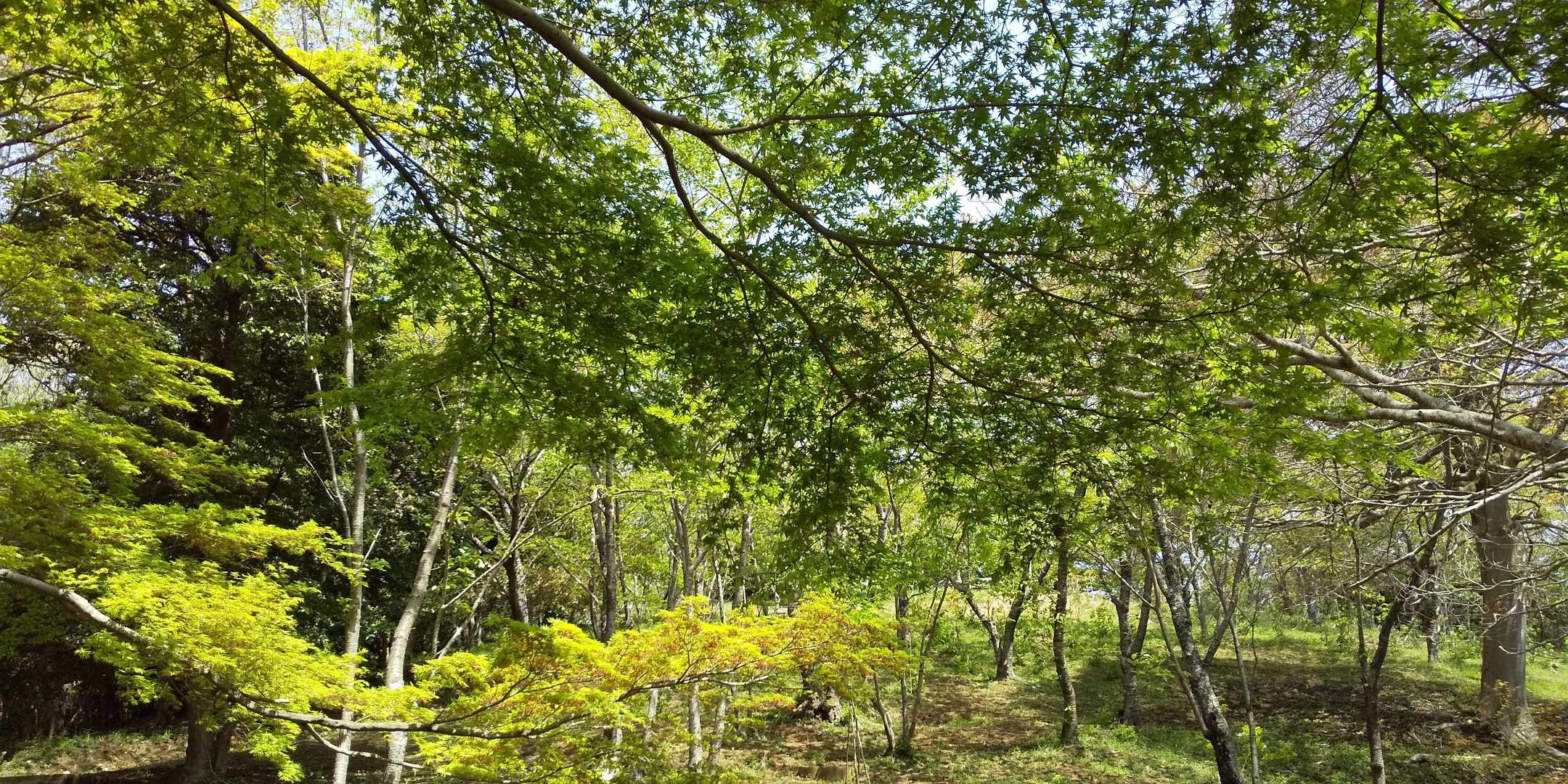 緑が眩しいくて気持ち良い山歩き