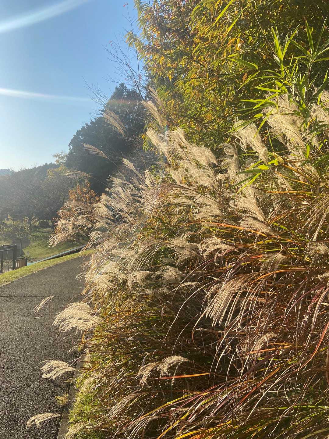 ススキも秋の風情🌾