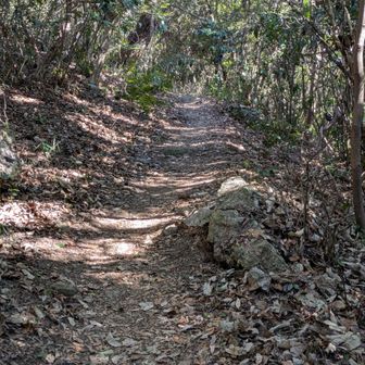 ここから登山道