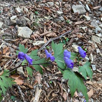 この日、お花はトリカブトしか見ませんでした。