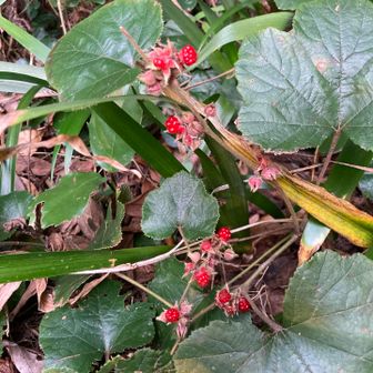 旧奥の院の跡地もベリーっぽいのがたくさん。

小動物が集めてさ、家に持ち帰ってジャムを作るんだろうな
そしてカラスから小麦粉を分けてもらって
パンケーキを焼いて
酸っぱいジャムを乗っけて食べるんだろうな

ということを考えながら歩いていました🚶