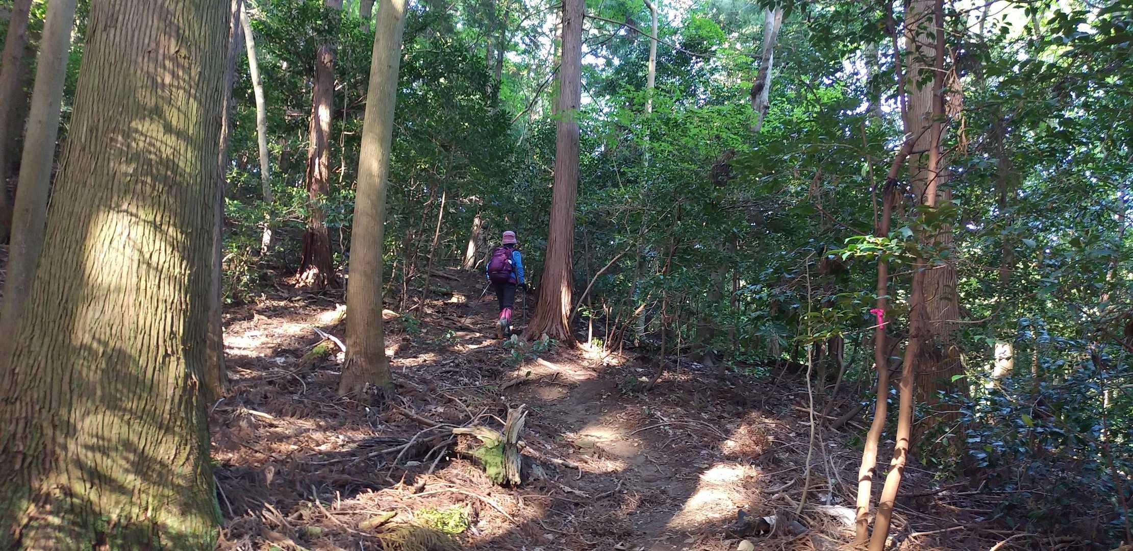 登山口から鳥獣防止柵を開閉して登ります🚶‍♀🚶‍♀