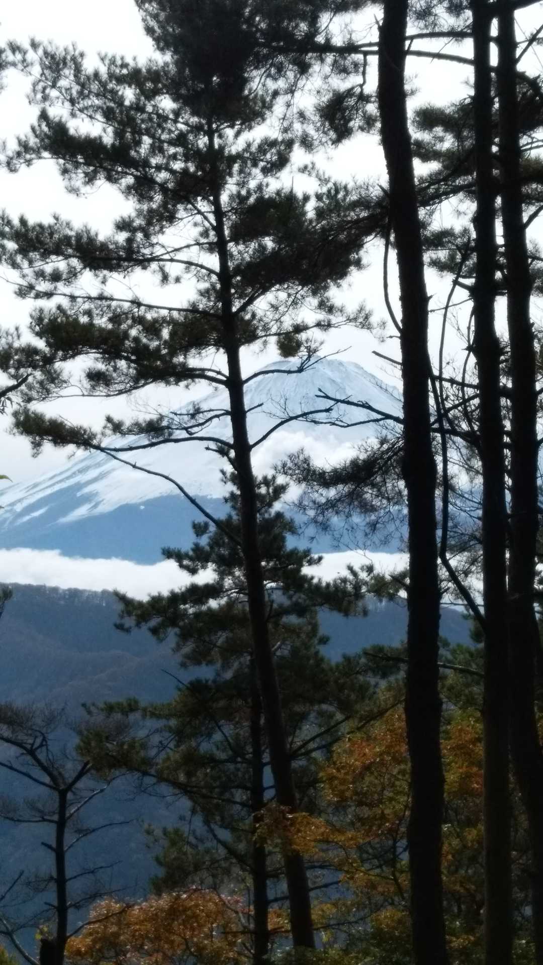 木々のすき間から富士山発見👀