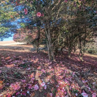 クンピーの世界にテンション爆上がり