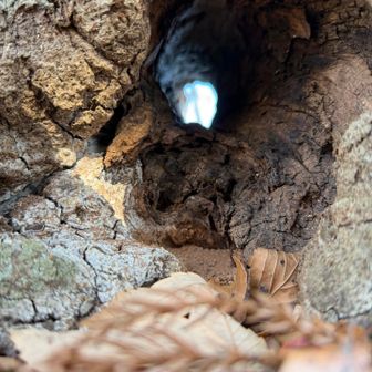 穴🕳️開いてる木🌲
去年、mitsuoさんが見つけたのを覚えていたのだ😆