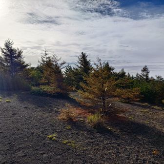 カラマツ🌲❓️少し紅葉が始まってきました。