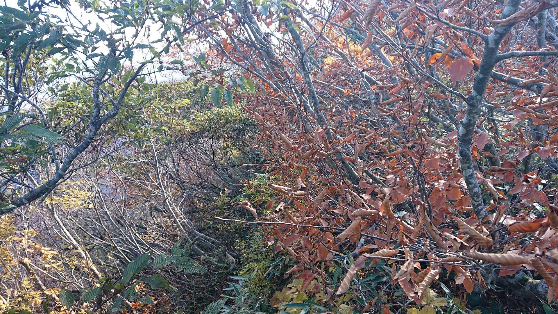 ここからは、
蜘蛛の巣地獄でありました！🕸️

しかし、寒いからか
この時期の蜘蛛の巣は弱かった🤣。

そして、よく聞く
藪っぽい道になっていきます…
😱💦💦。

嫌な予感…😒。