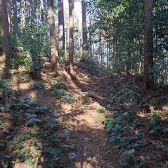 分岐、左の登り坂を山頂へ進む。
案内表示なし。
正面は不明。