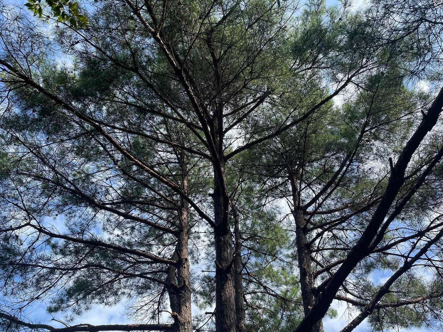 城山 周回コースの写真