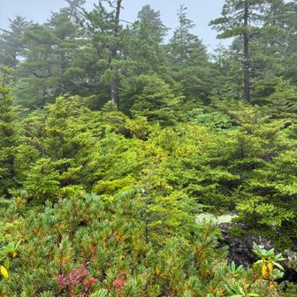 白駒の奥庭。突然、植生が変わる。ハイマツとシャクナゲ、岩が日本庭園のようで美しい。
