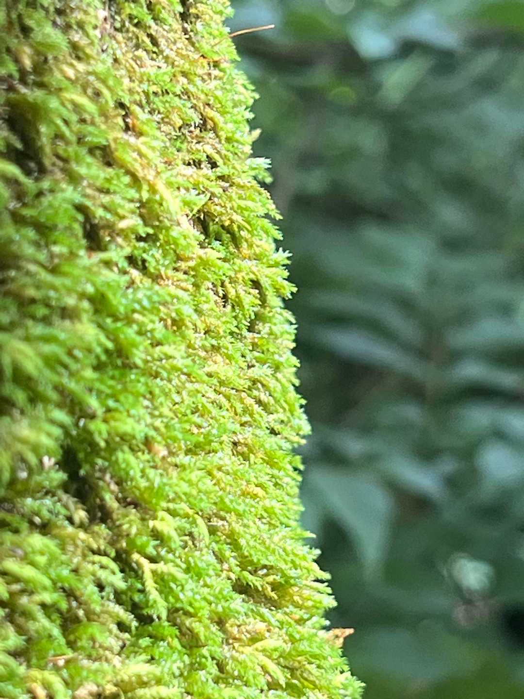 小野岳 往復コースの写真