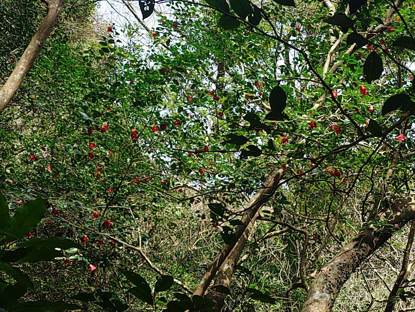 ツバキが山全体に沢山、且つ見頃