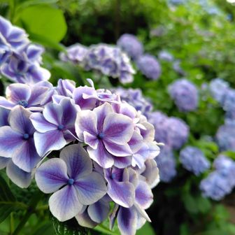 たくさん咲いていますね😊