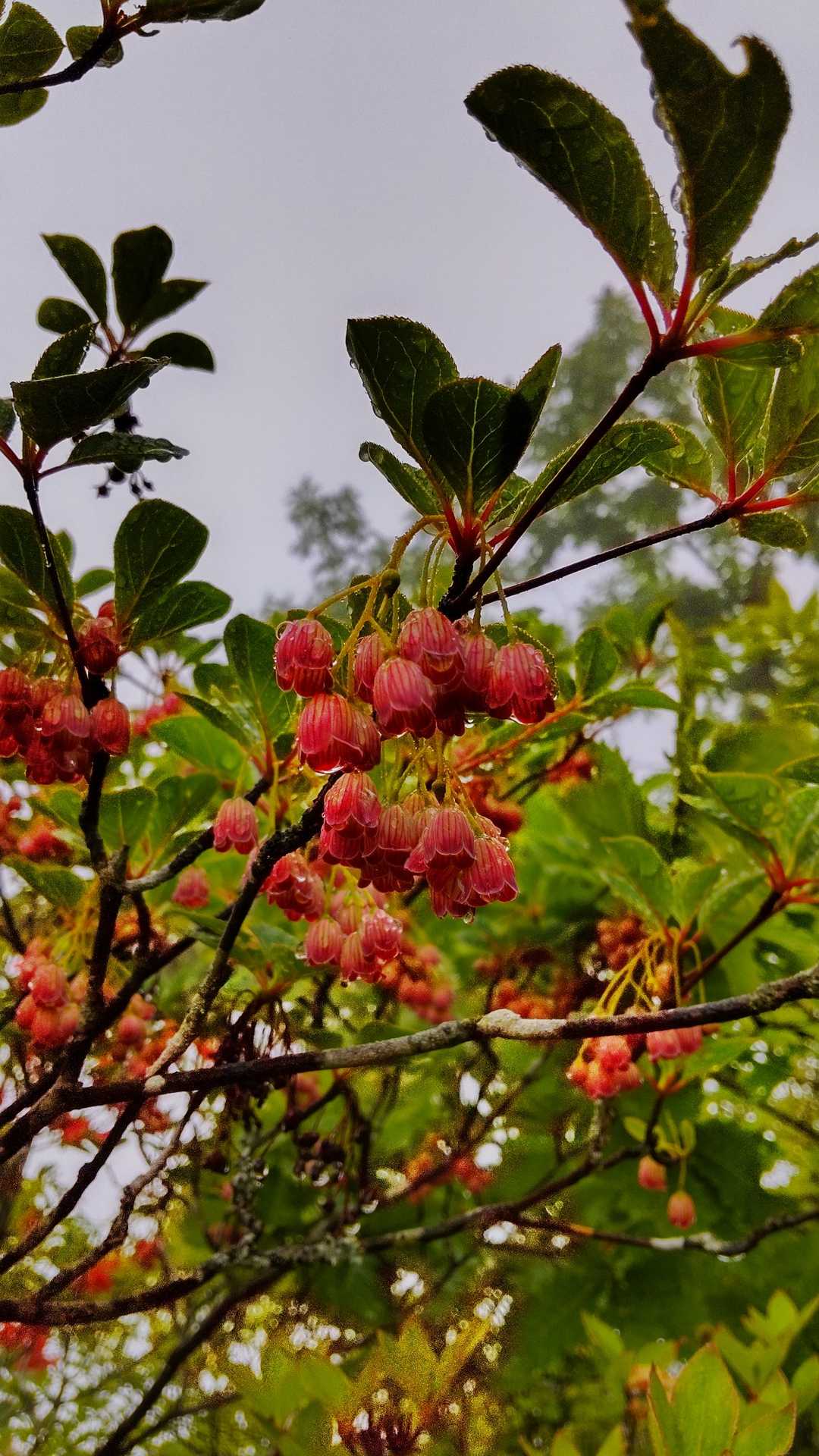 サラサドウダンが山頂に咲いてます🍒