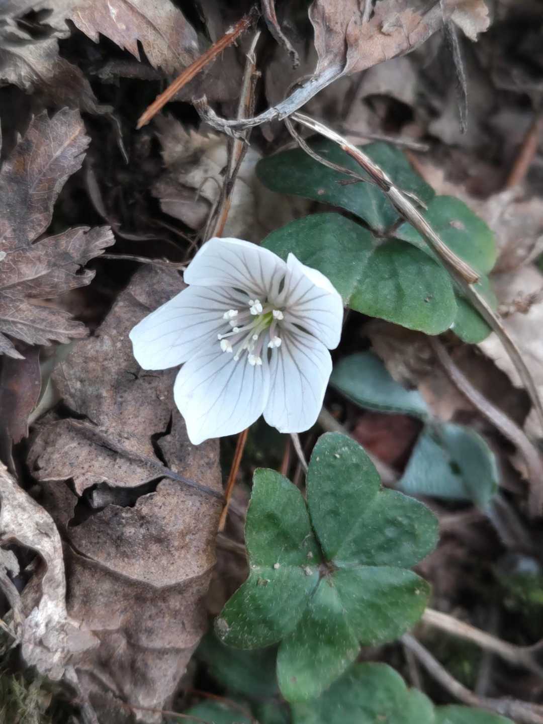 コミヤマカタバミかな？
この花、めちゃ可愛かった😍