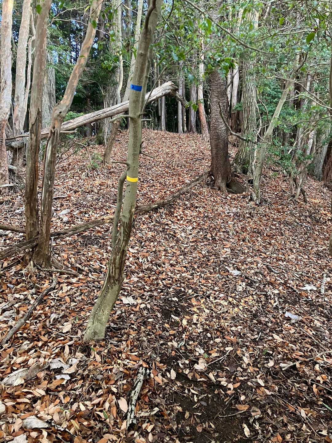 ようやくテープ発見。一安心。