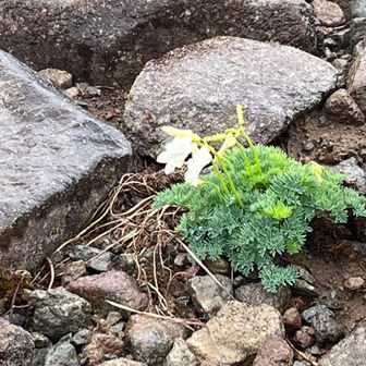 みりいくばぁば