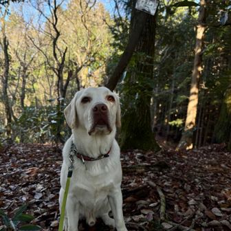 ナガムネ山頂

勢州峠あたりで👱‍♂️👱‍♂️に会えるかな。
って思ったけど通り過ぎた後だった。
なんと👱‍♂️👱‍♂️チームの今回のペース150から170だった。林道に強いらしい。