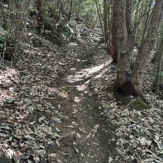 いつもと同じだがのっけから急登に息が上がる💦