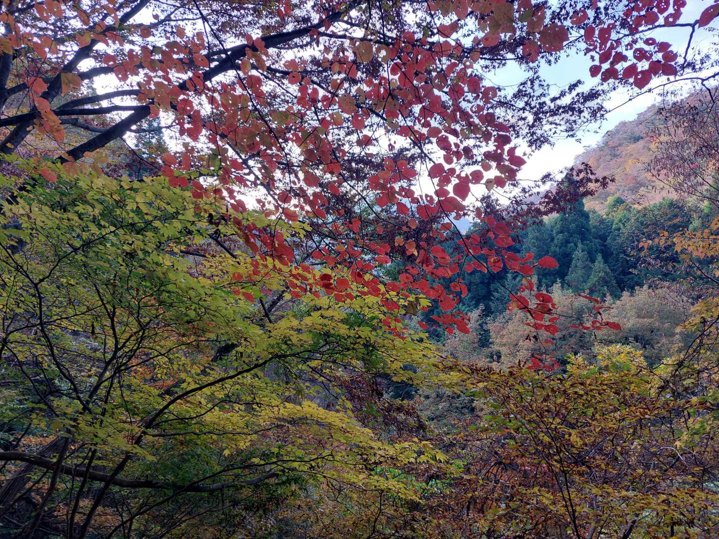 甲津畑登山口-杉峠-杉峠ノ頭-イブネ-クラシ 往復コースの写真
