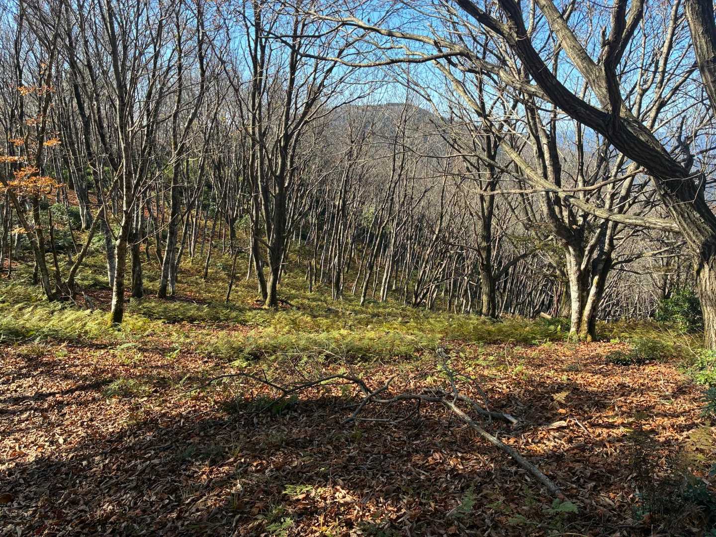 千町峠-段ヶ峰-杉山 往復コースの写真