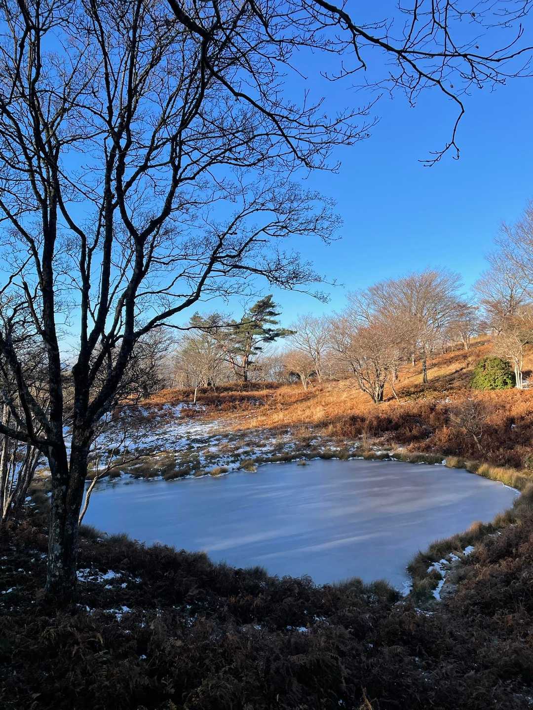 写真では分かりにくいけど、♡形の池