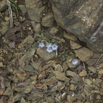 なんていうお花かな。