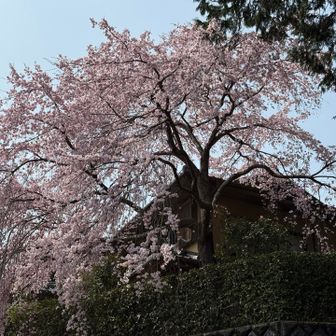 どこかのお家の桜パート2