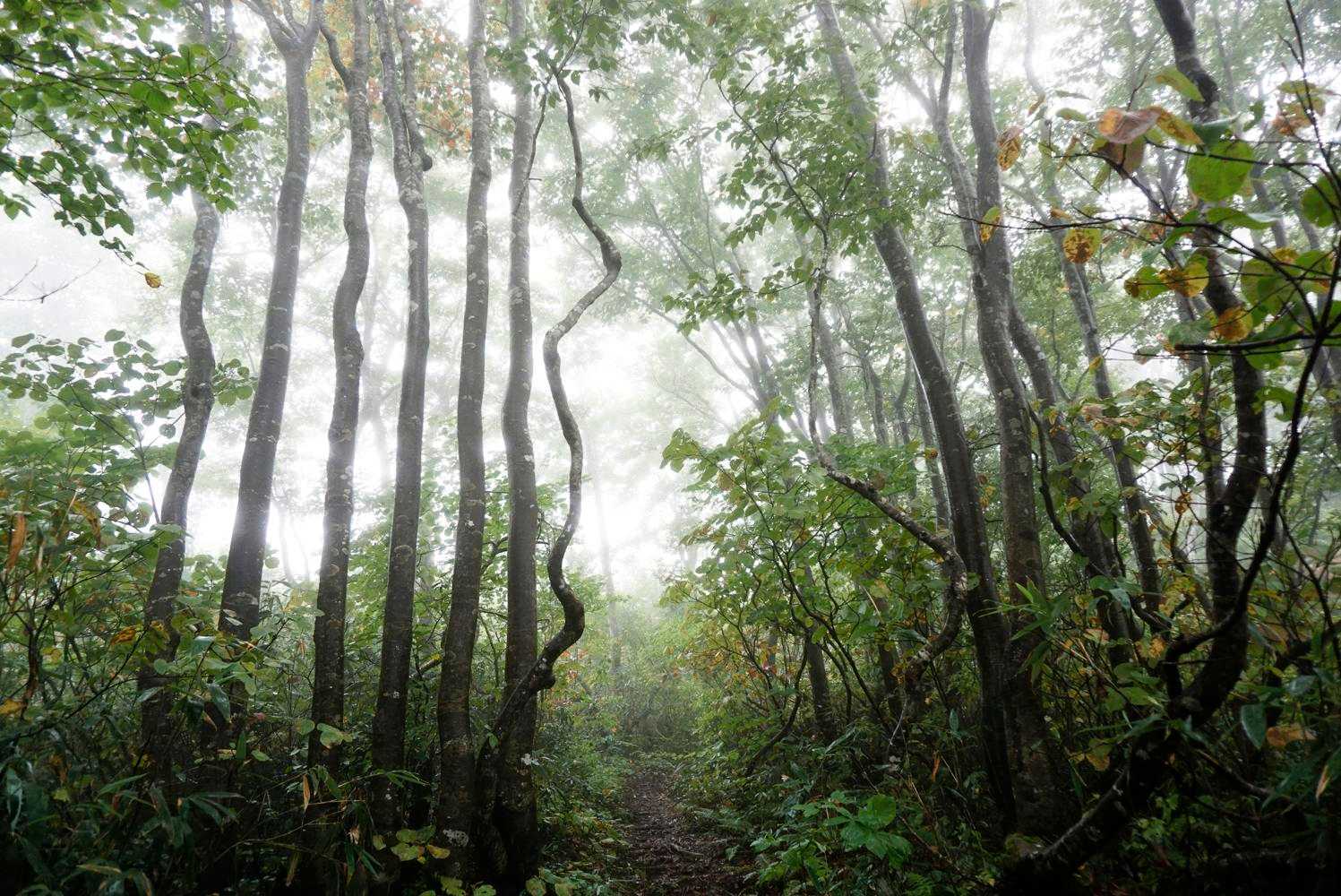 烏帽子山 往復コースの写真