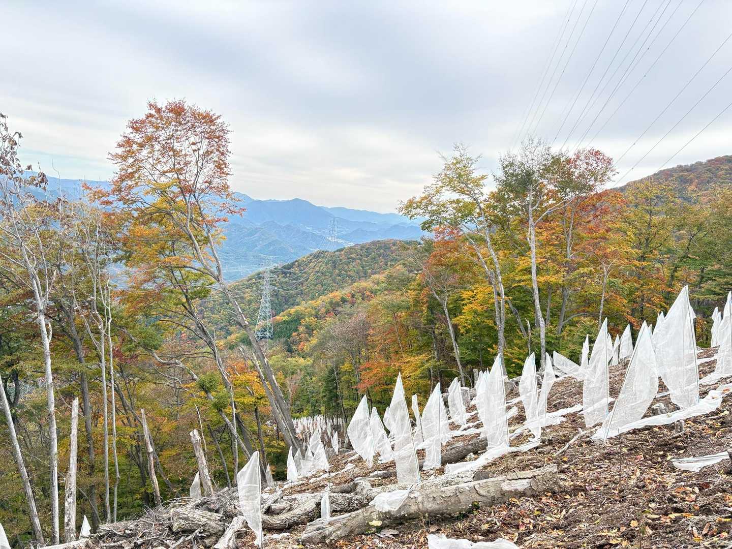 笹子駅-庭洞山-角研山-石切山-本社ヶ丸-清八峠-清八山- 周回コースの写真