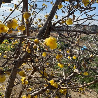 蝋梅がキレイです