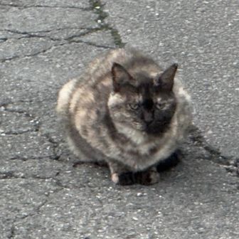 ネコちゃん　
ようこそ　屋島ヘ　景色イイにゃ