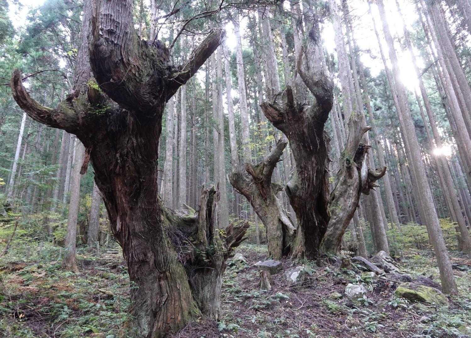 蕪山 往復コースの写真