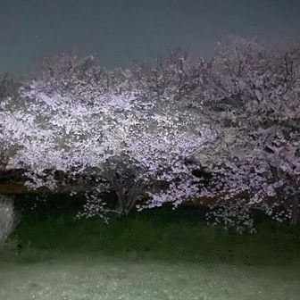 雨でピーク過ぎちゃったかな