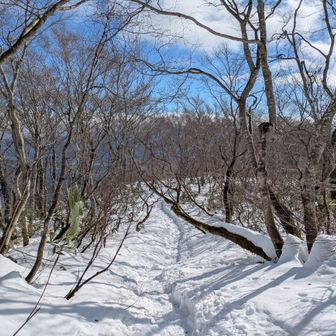 この辺も夏場は鬱蒼としてるはず…
眺望というか、見通せるのがいいな。
ほんと、クマとバッタリの心配もないし、不安なく林を抜けていける…それが何よりデカいな。