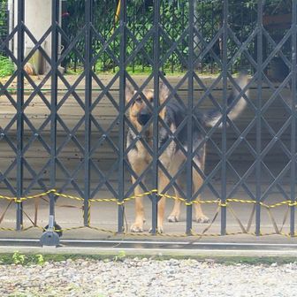 珍しくシェパード🐕‍🦺に吠えられた😱「珍しいじゃん、吠えるの？」と写真📷️撮っていたら飽きたのかいっちゃった🤭