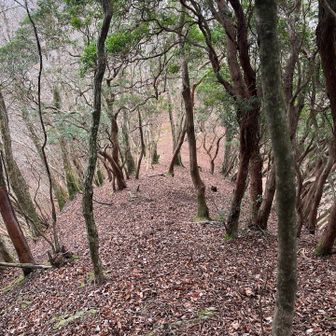 落ち葉がかなり滑るので注意⚠️