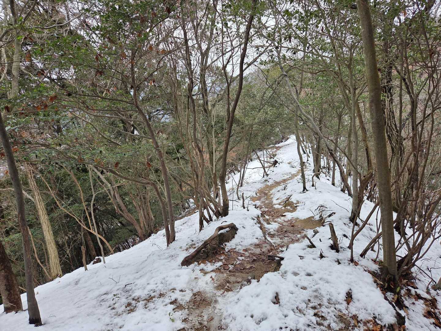 ここからは尾根歩き