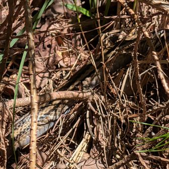 ヘビ🐍さん