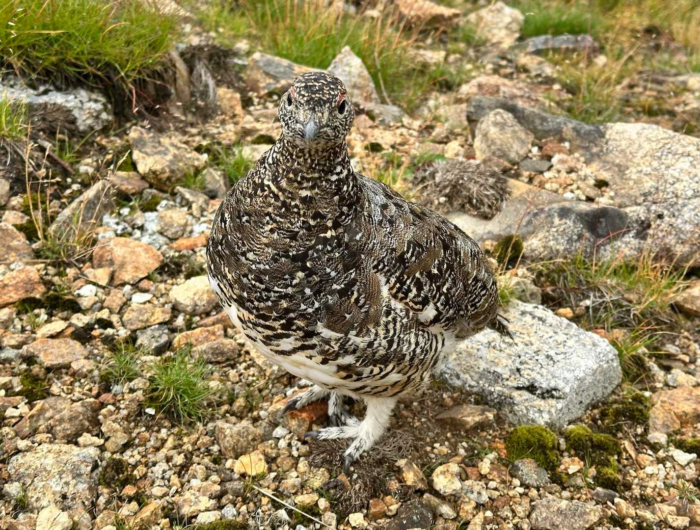 こんな近くで雷鳥の写真を撮れるなんて！