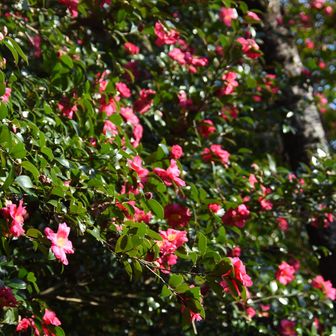 二上山の、さざんか