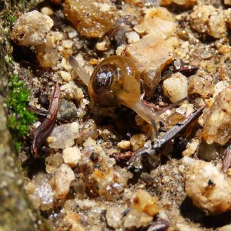 登山道にミニミニカタツムリ🐌