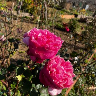 金毘羅山は体育館のすぐ裏。体育館まわりの公園に🌹